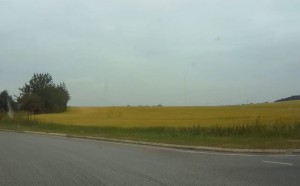 GraanveldenDenemarken20150712